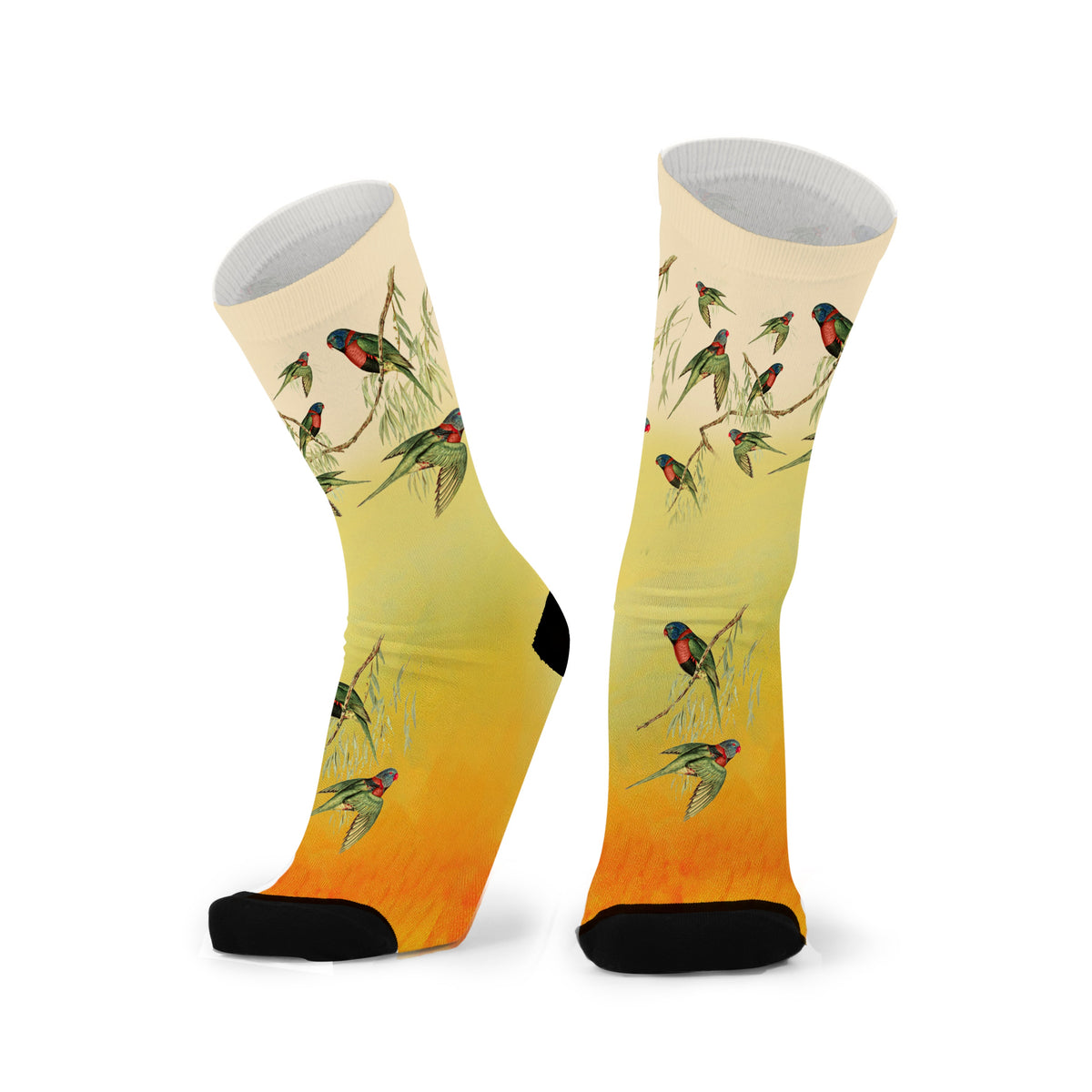 Rainbow Lorikeets