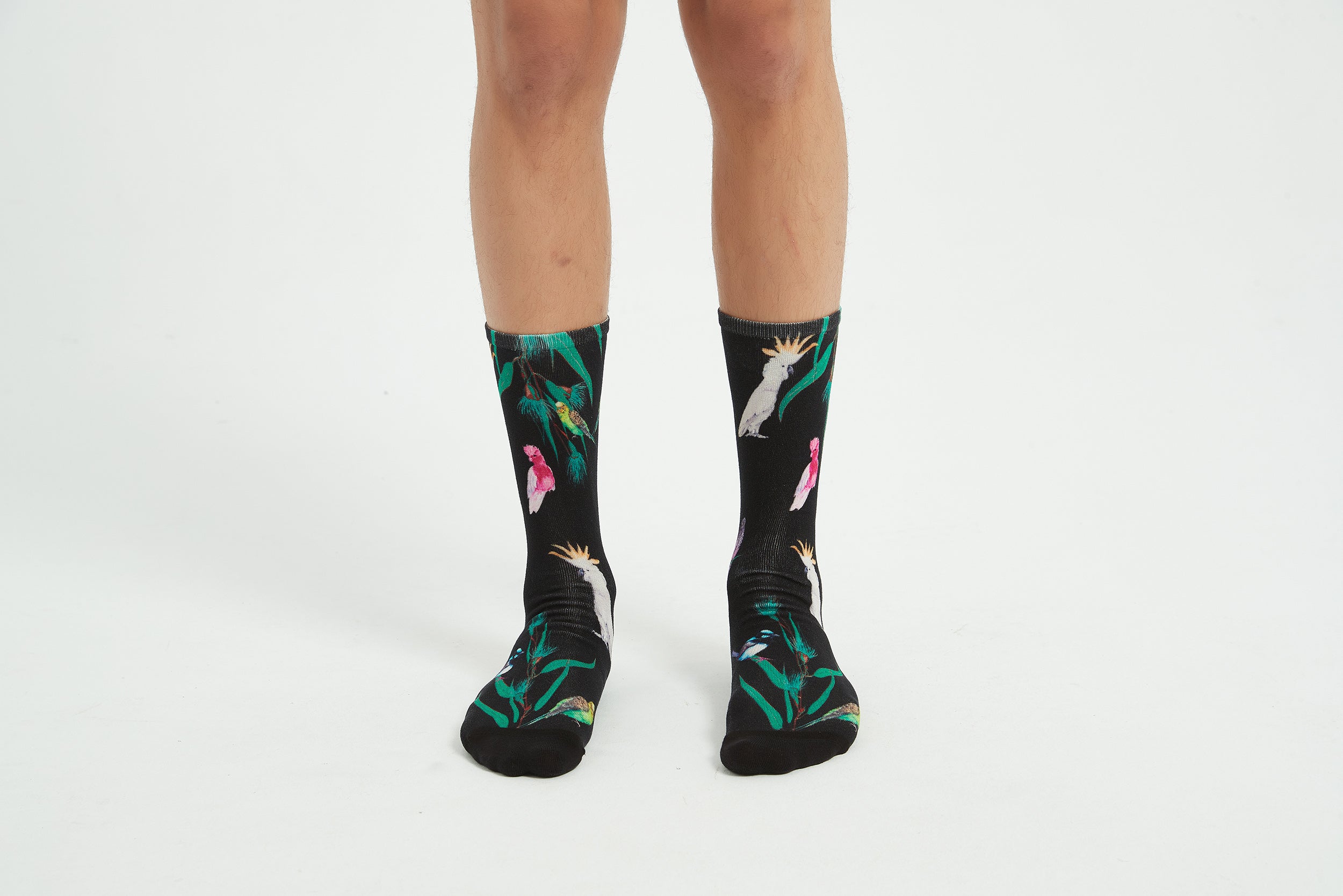 Colourful bamboo socks featuring cockatoos, budgies, fairy wrens and galahs on a black background.
