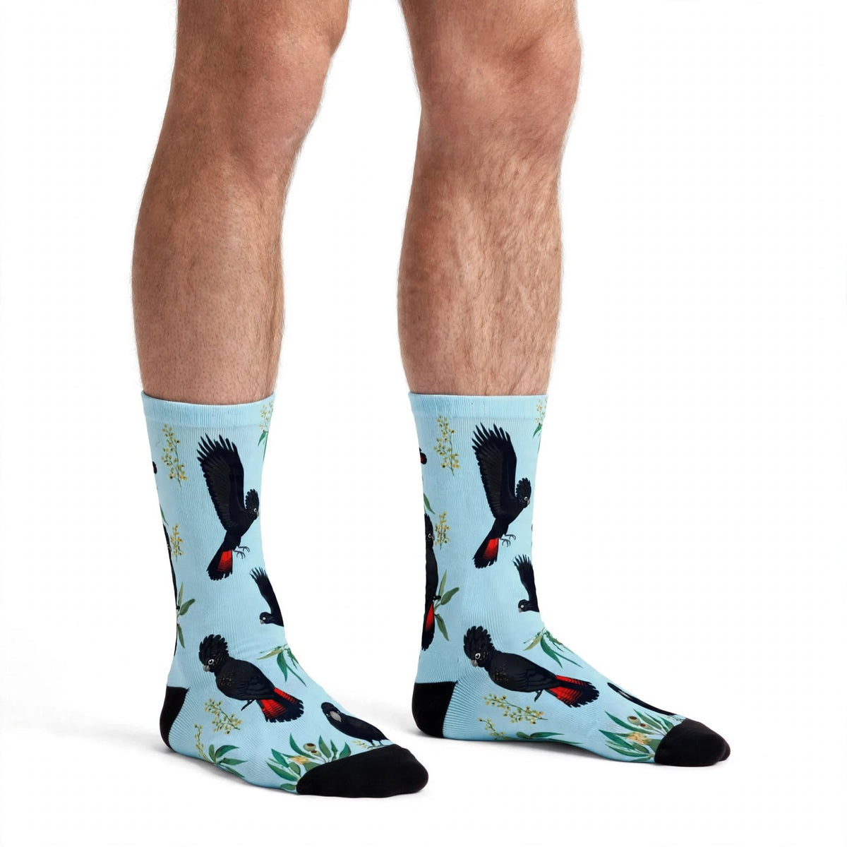 Red-tailed Black Cockatoo bamboo socks in light blue worn by a male model, featuring Australian native birds and eucalyptus foliage