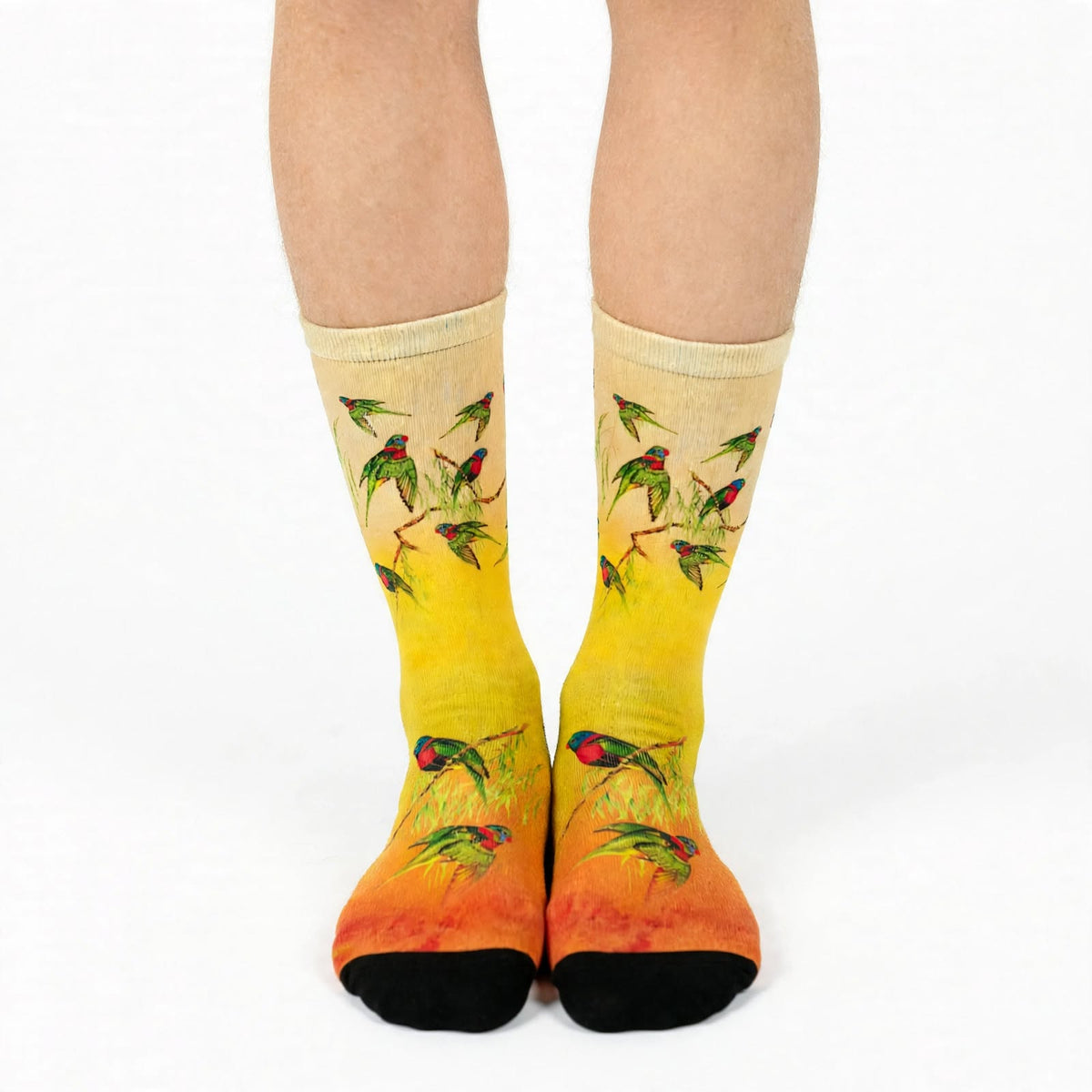 Rainbow Lorikeets